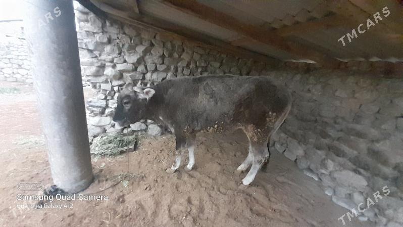 iki yas tuwe - Bäherden - img 1