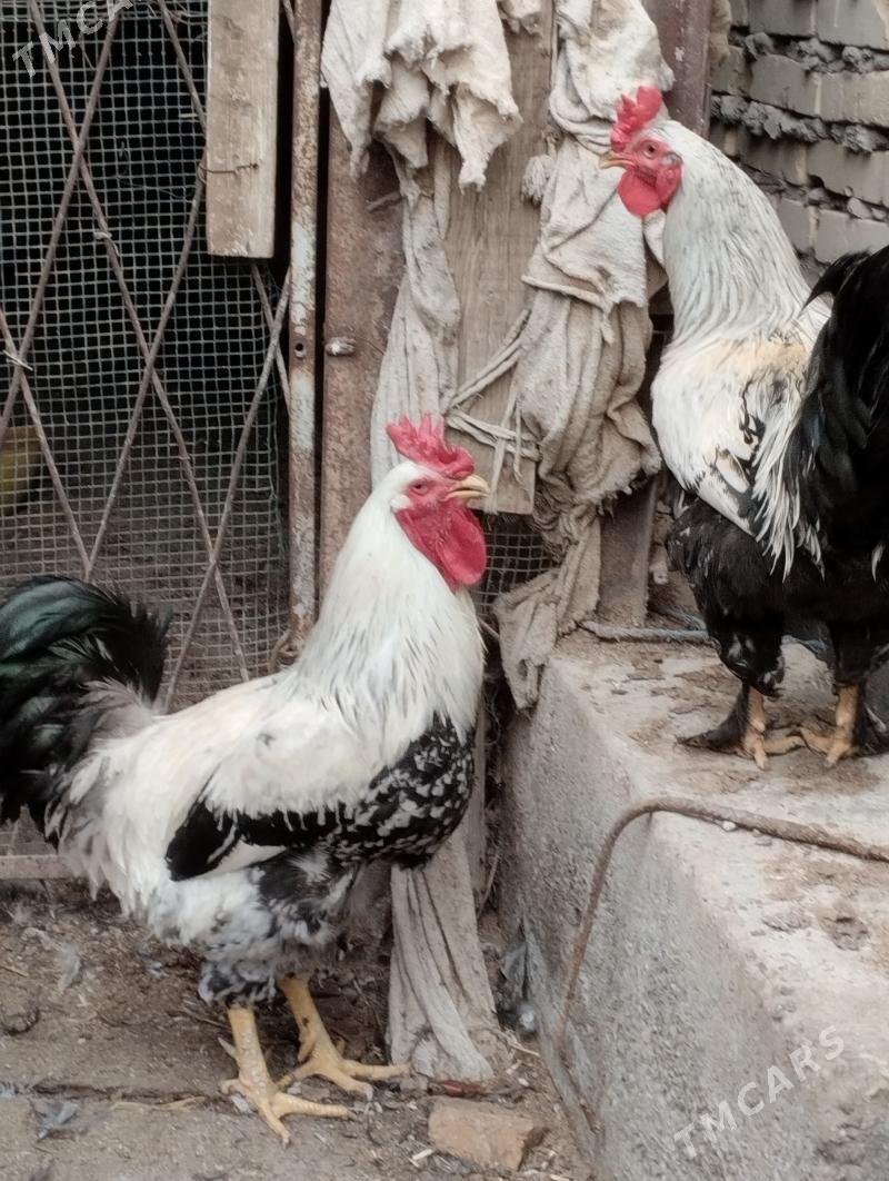 гигант хоразлар - Туркменабат - img 1