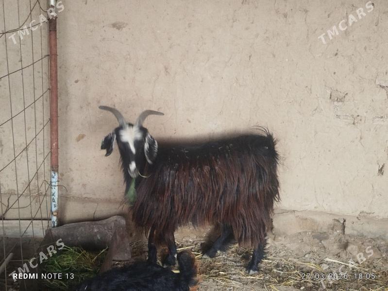 ene geci we teke - Байрамали - img 1