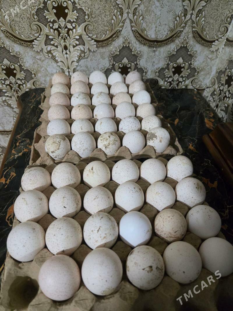 induk yumurtga - Wekilbazar - img 1