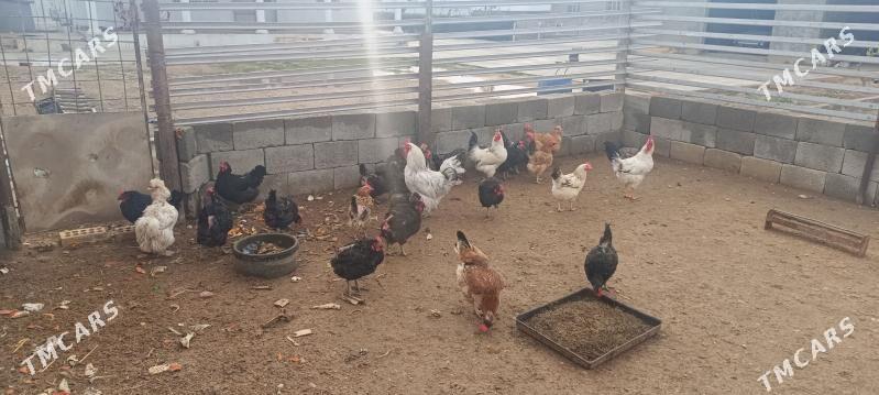 Towuk Horaz - Балканабат - img 1