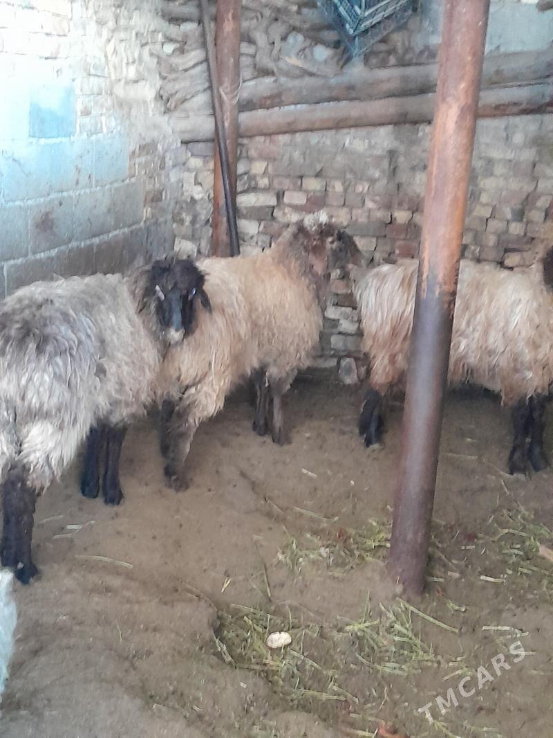 Goyun - Ашхабад - img 1