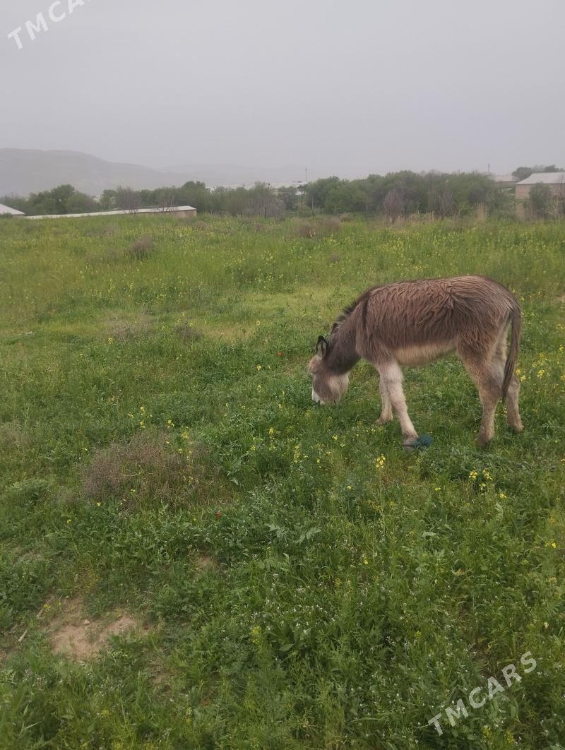 Esegin kurresi - Tagtabazar - img 1