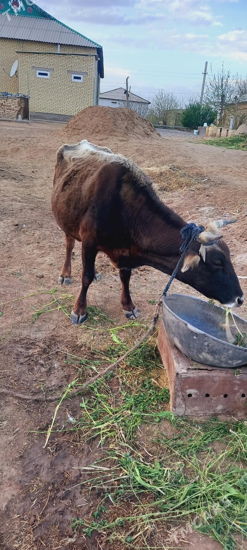 sygyr - Babadaýhan - img 1