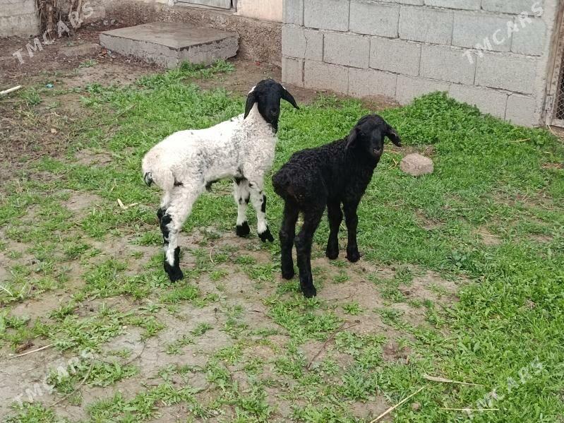 Guzy - Гёкдепе - img 1