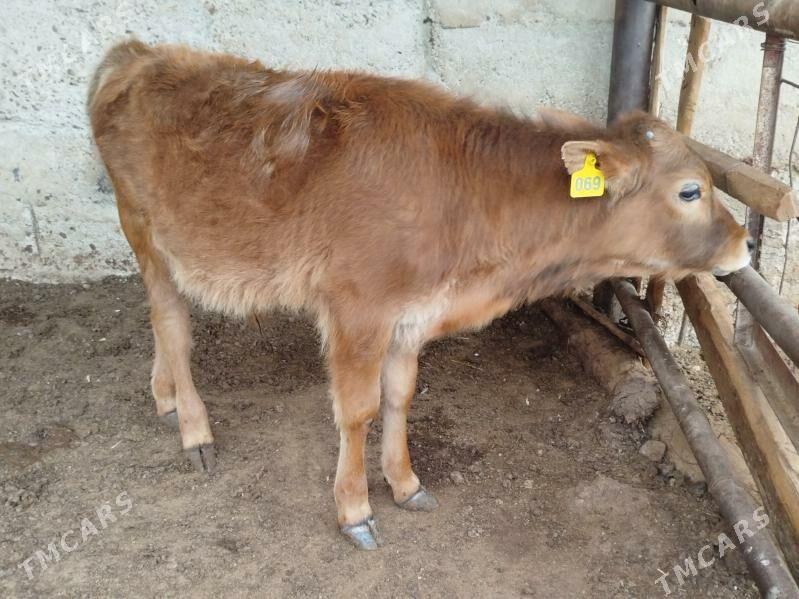 okuz - Aşgabat - img 1