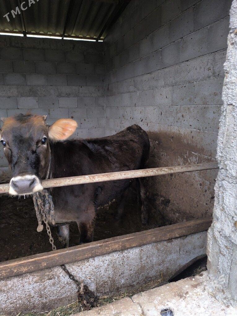 tüwe - Gökdepe - img 1