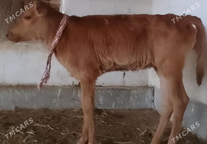 SAGLYK SYGYR - Дянев - img 1