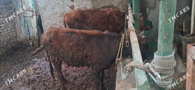 okuz - Aşgabat - img 1