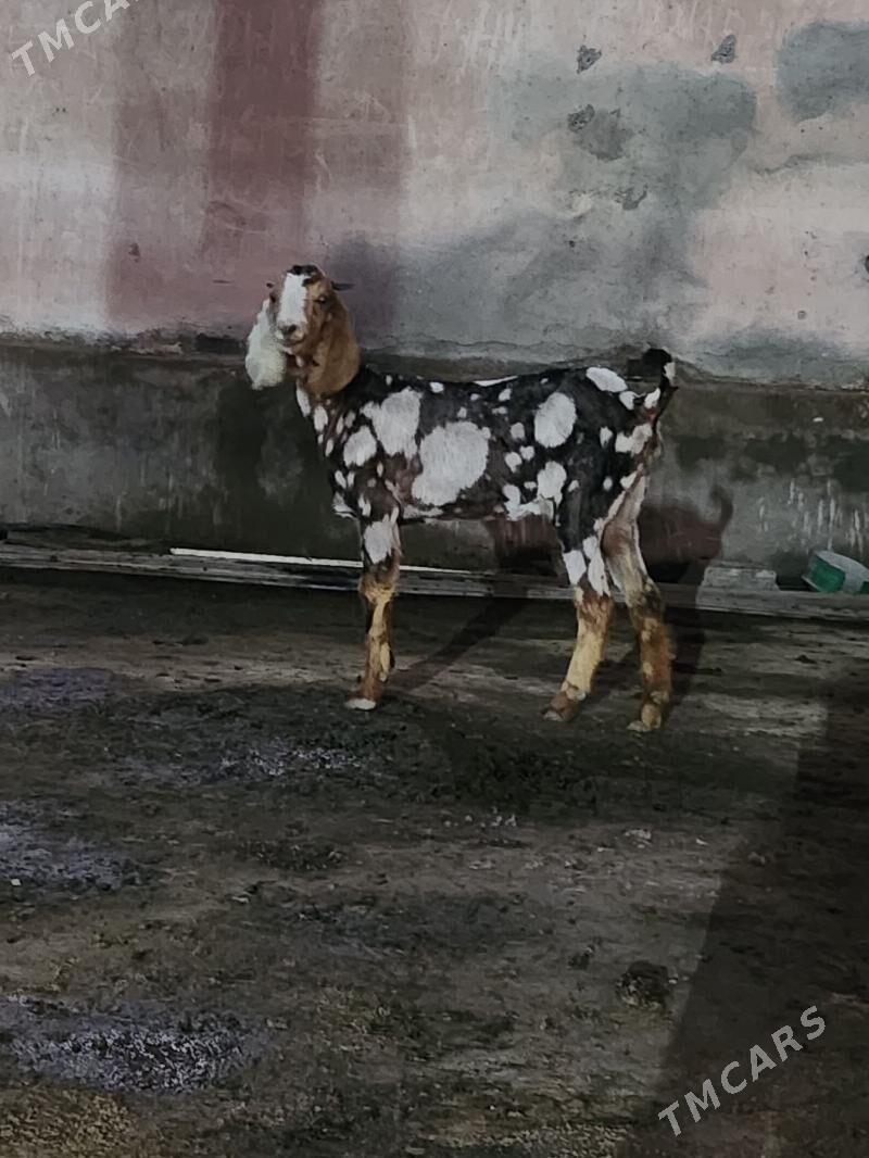 geci - Гёкдепе - img 1