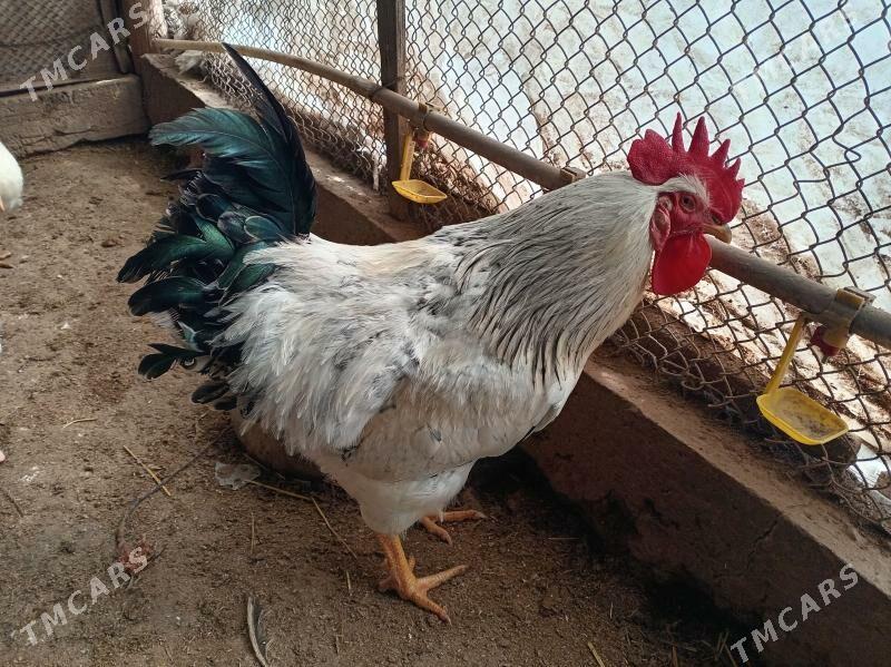 Яйца на инкубатор - Туркменабат - img 1