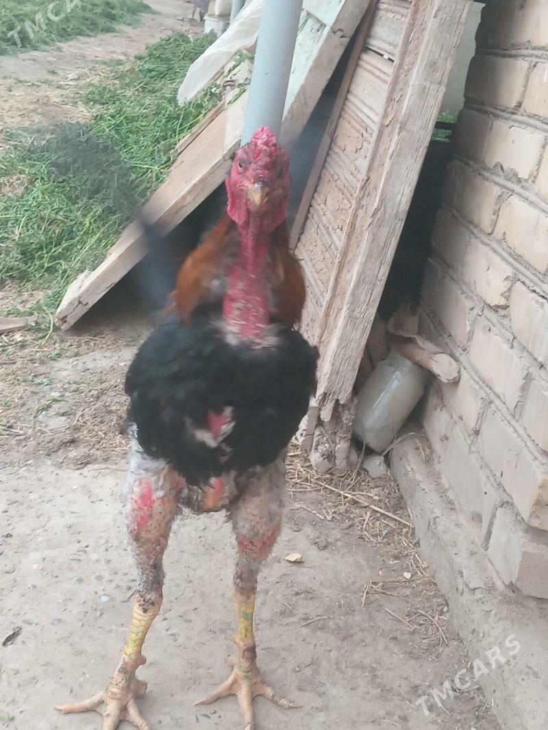 ХОРАЗ - Dänew - img 1