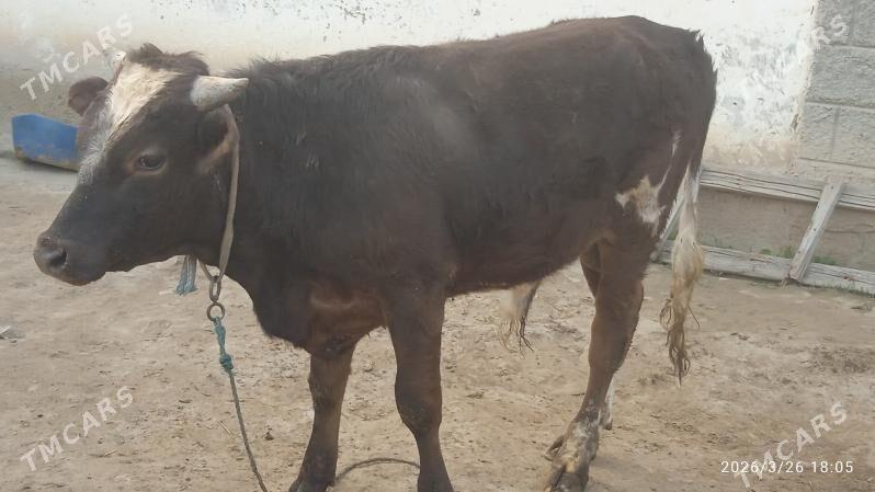 gibirit öküz - Büzmeýin - img 1