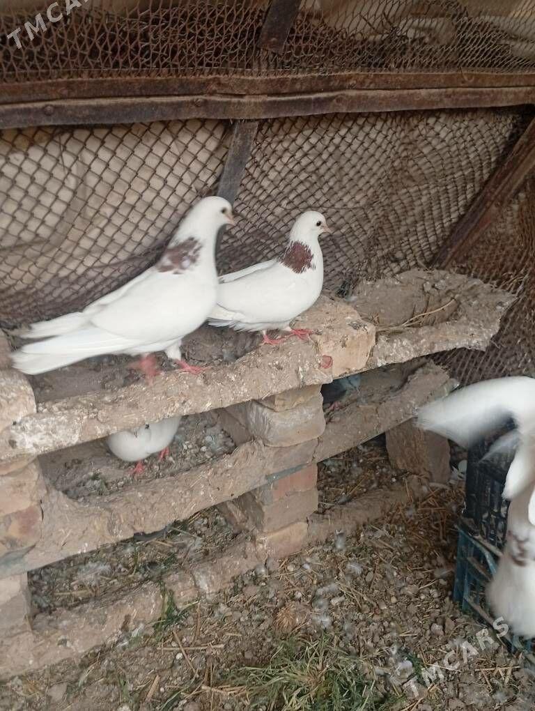 kepderi - Туркменабат - img 1