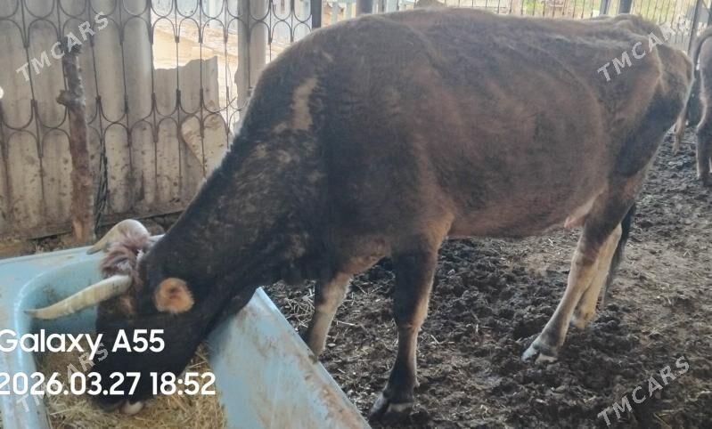 Goleli sygyr - Бабадайхан - img 1