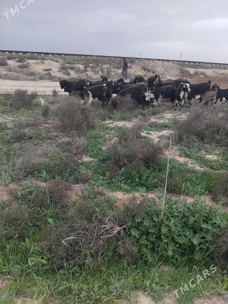 ovlakly geci - Бахарден - img 1