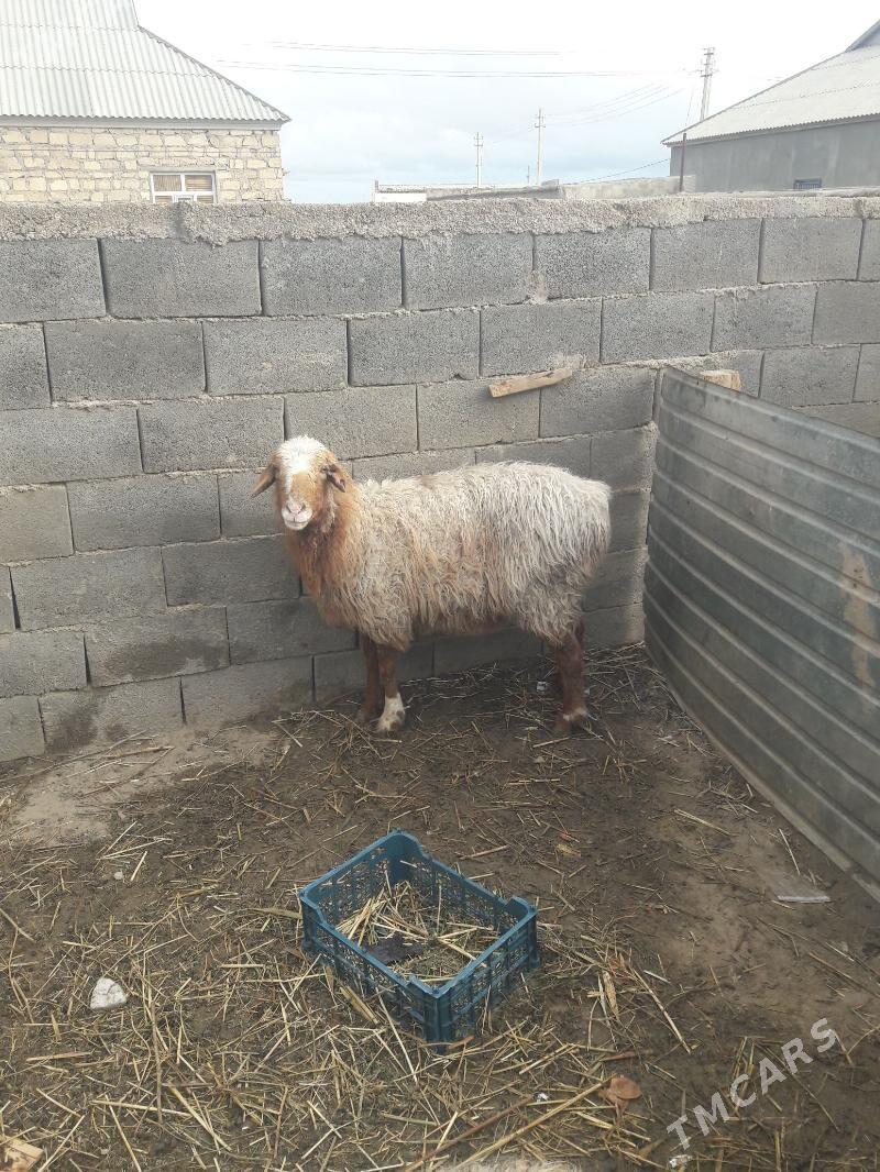 goýunlar - Гумдаг - img 1