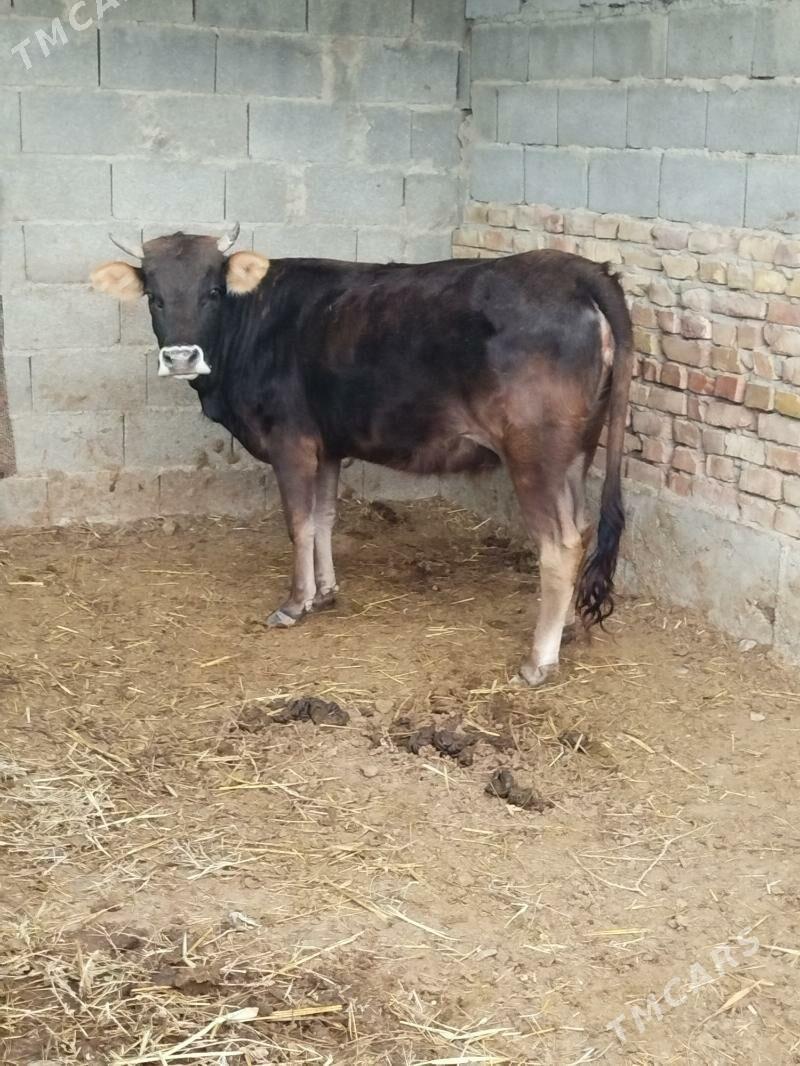 Tuwe - Бахарден - img 1