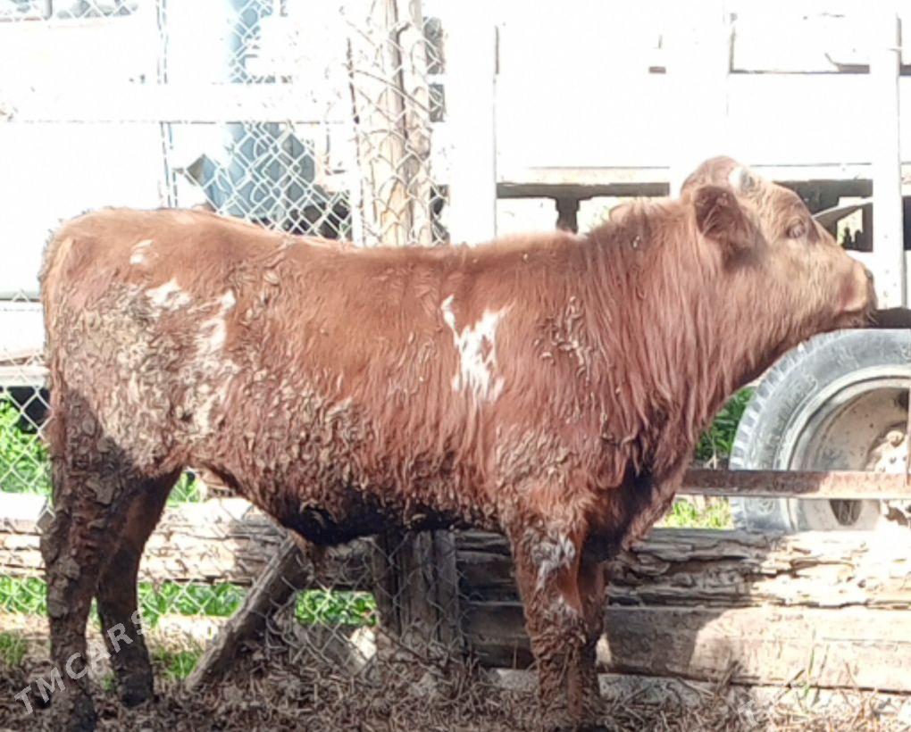 öküz sygyr tuwe 7bas - Gökdepe - img 1