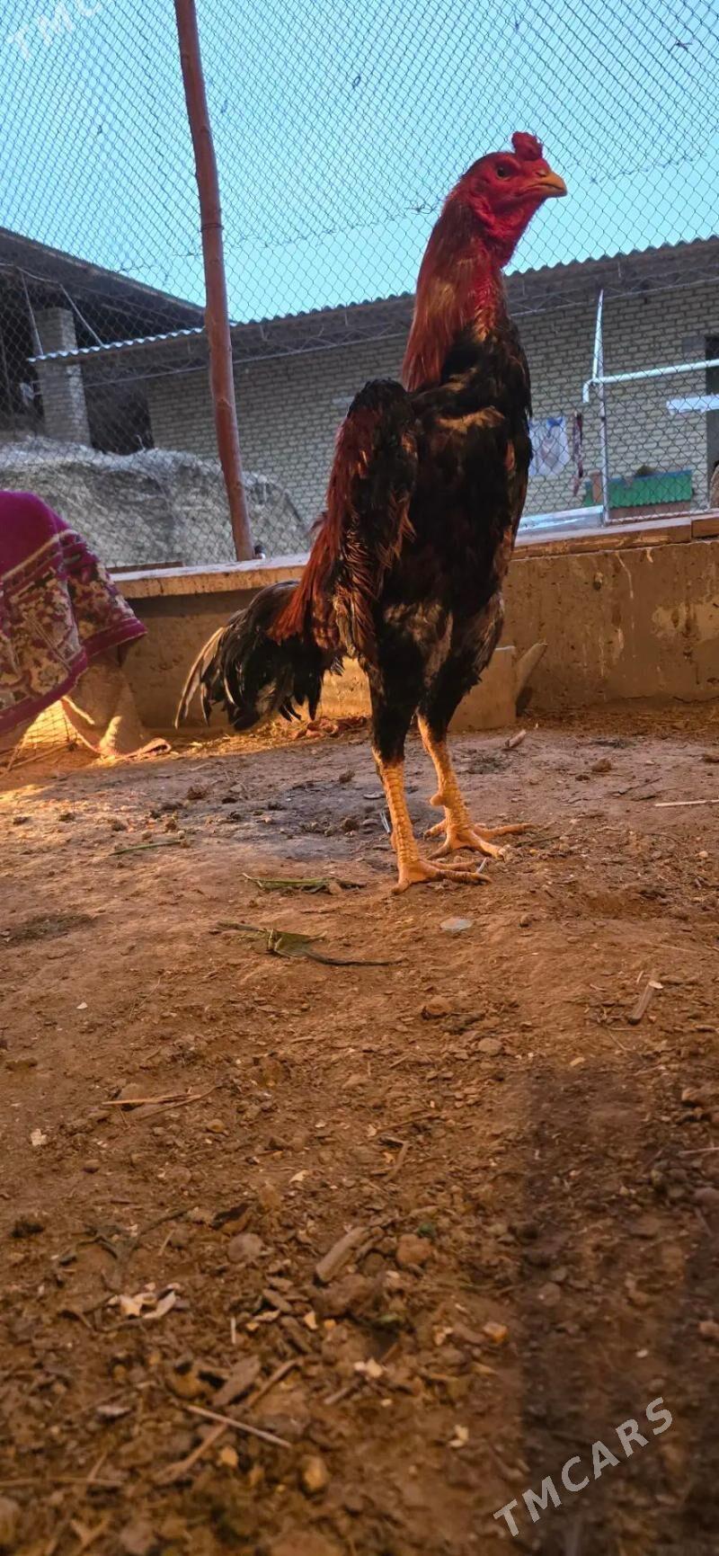 horaz - Саят - img 1