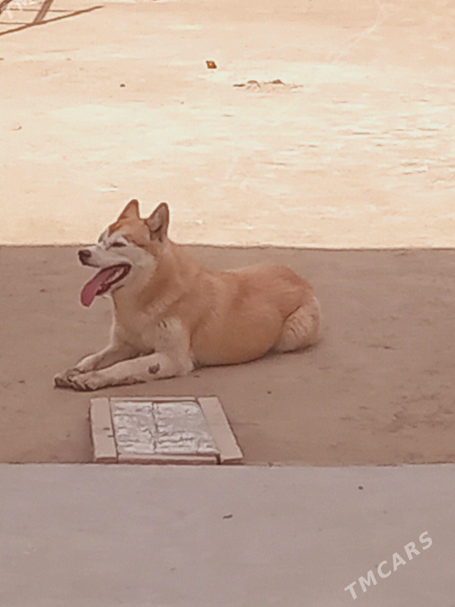 haski - Туркменабат - img 1