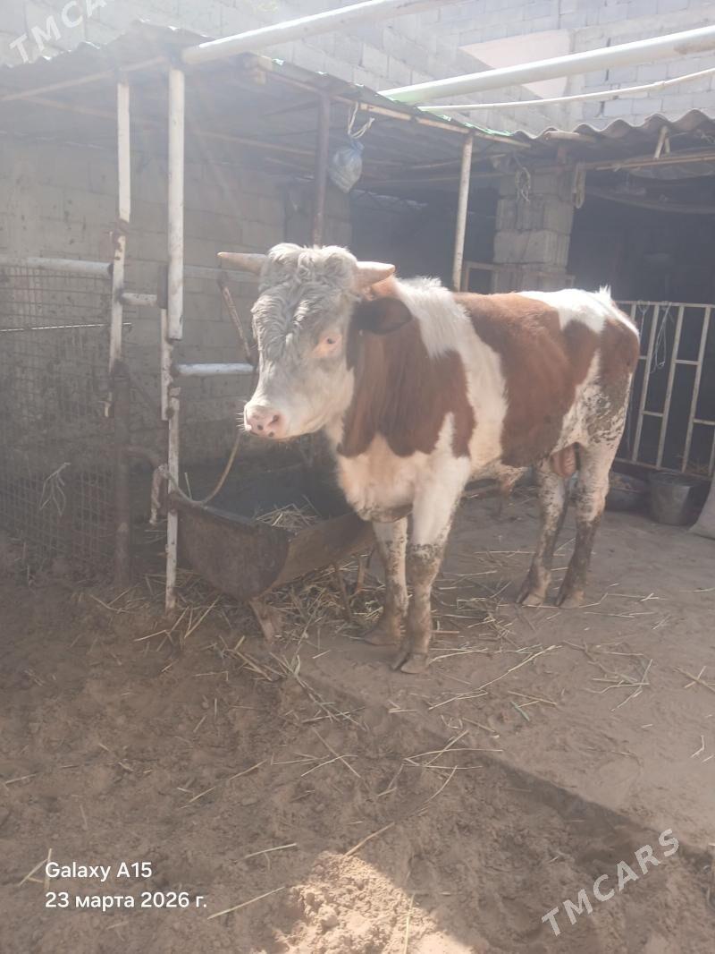 OKUZ - Çoganly - img 1