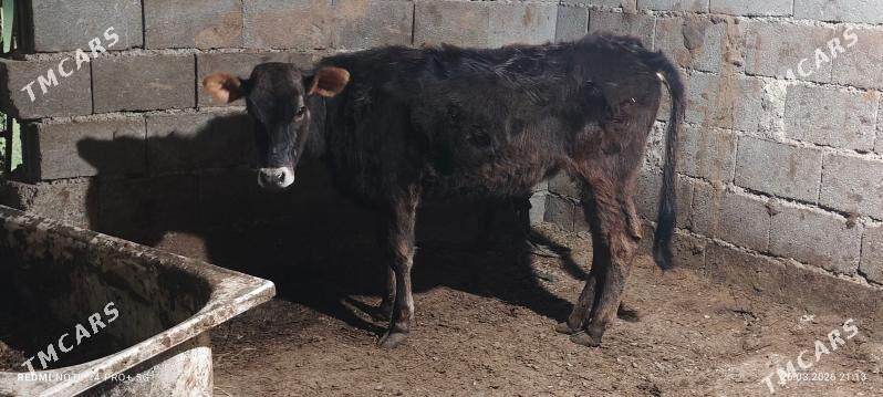 tuwe - Бузмеин - img 1