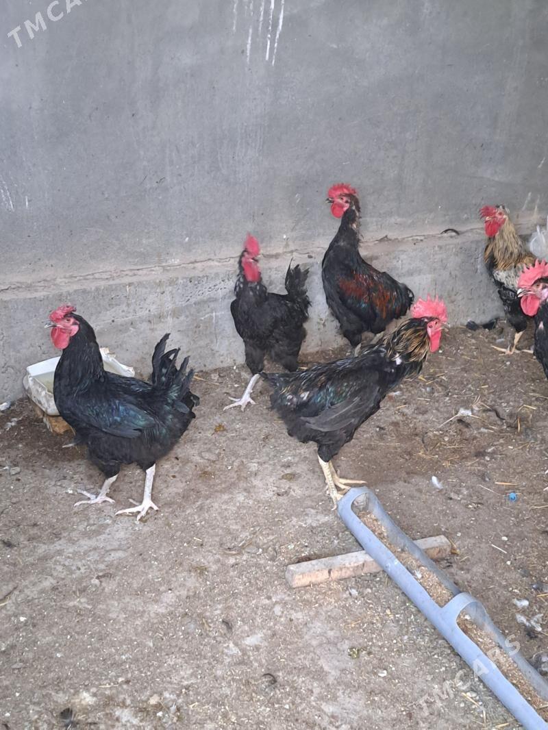 хораз - Türkmenabat - img 1