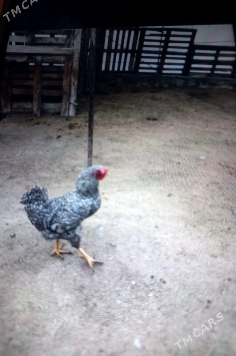 ýasajyk horaz - Aşgabat - img 1