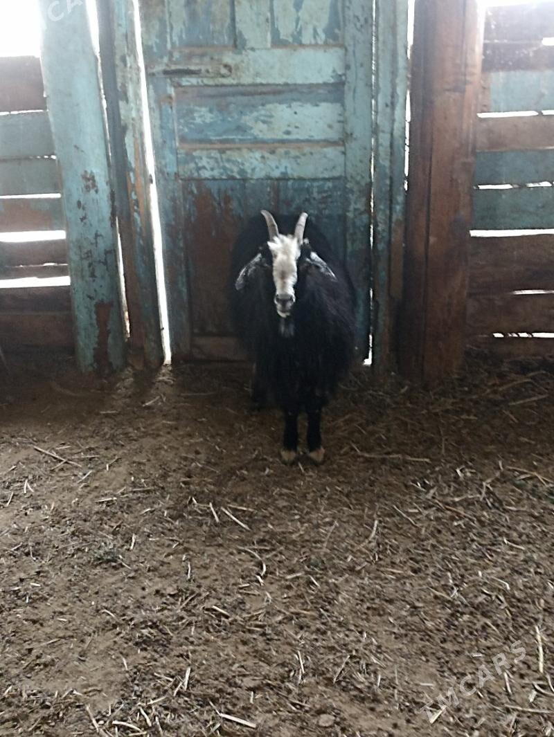 DOG GEÇI - Gyzylarbat - img 1