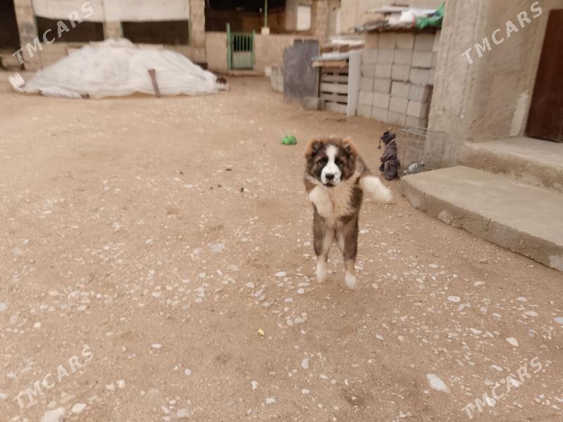 türkmen it - Балканабат - img 1