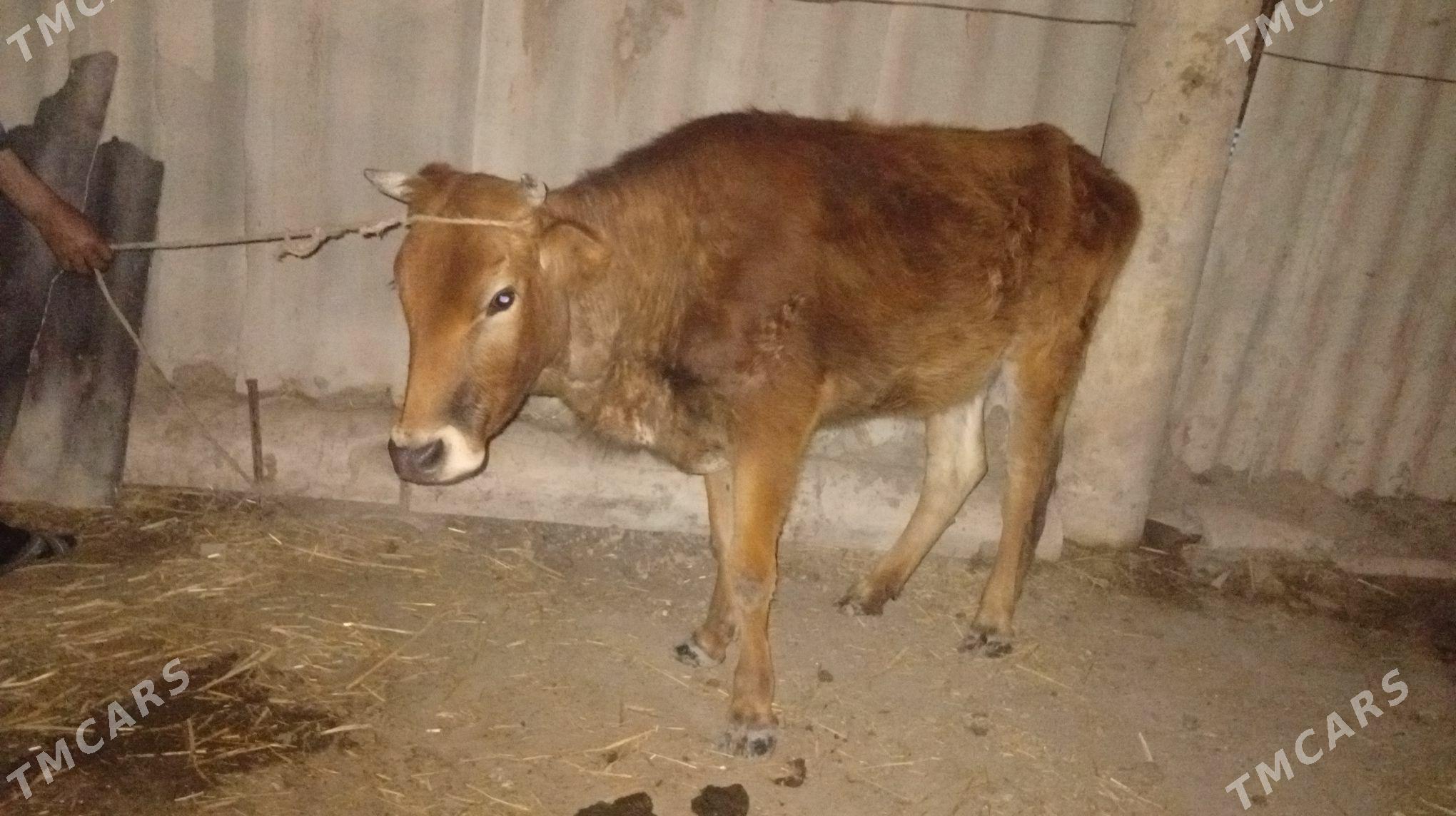 Boğaz sygyr - Ýaşlyk - img 1