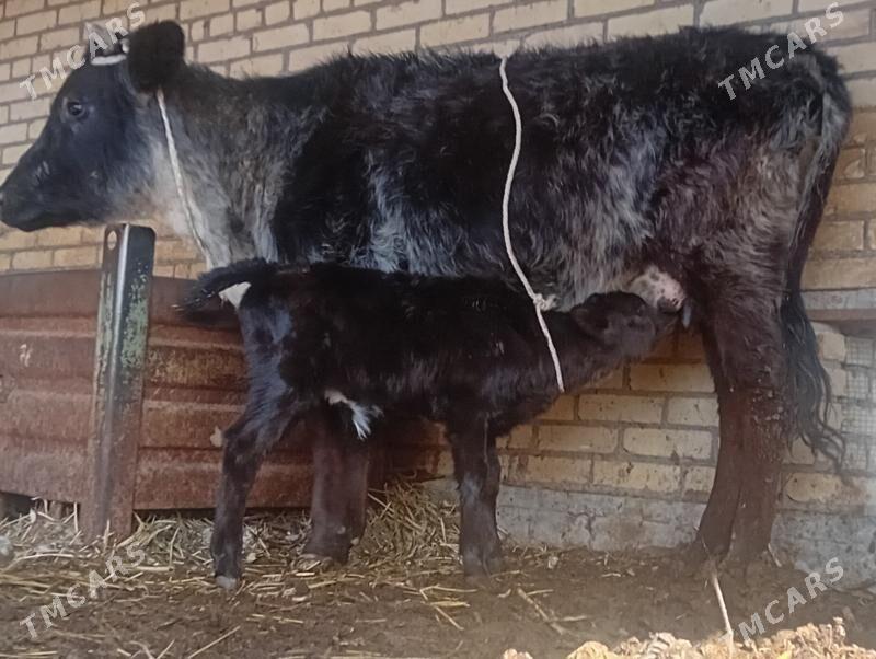 Göleli sygyr. - Дянев - img 1