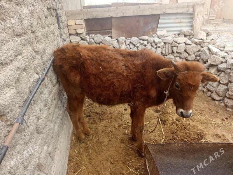 okuzce - Теджен - img 1