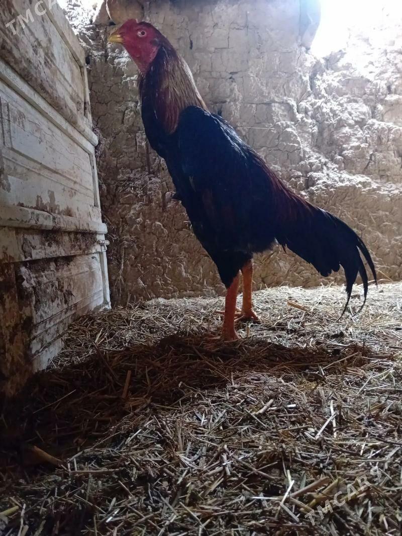 Beyic horaz - Векильбазар - img 1