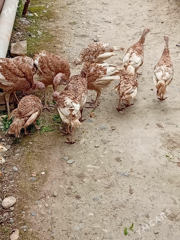 induk jujeler - Gyzylarbat - img 1