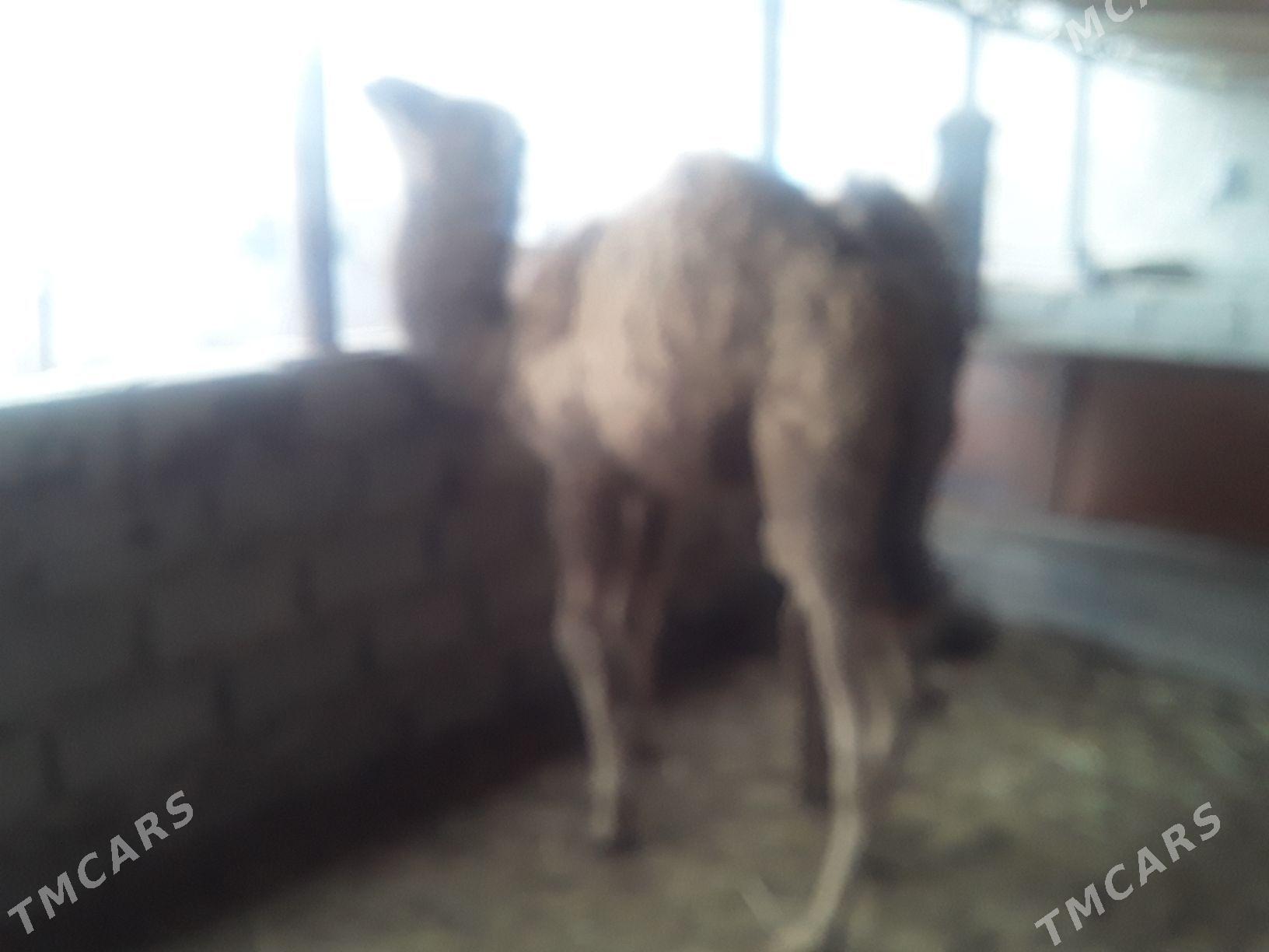 Ogşyk - Гумдаг - img 1