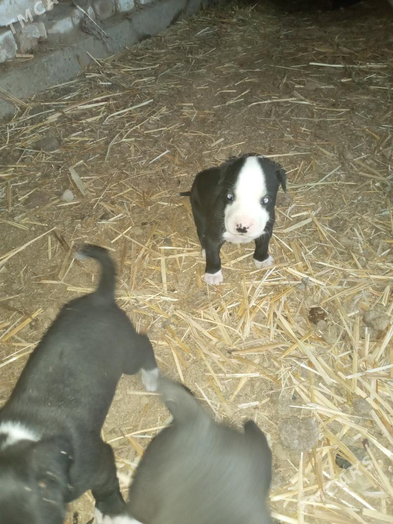 Pidbul - Чарджоу - img 1