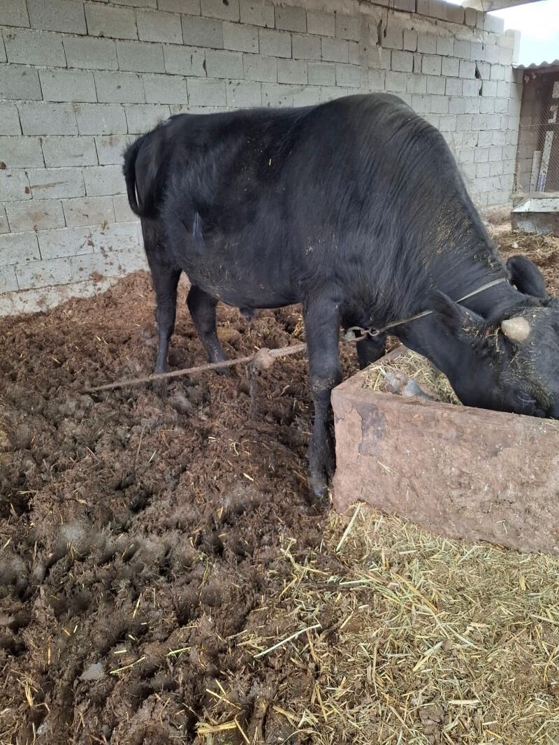 Öküz - Яшлык - img 1