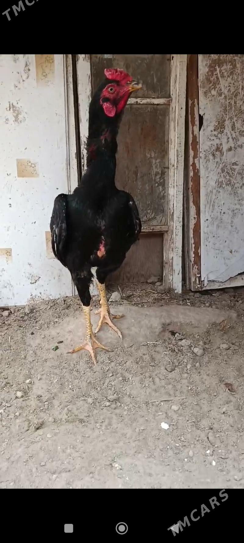 horaz - Мургап - img 1