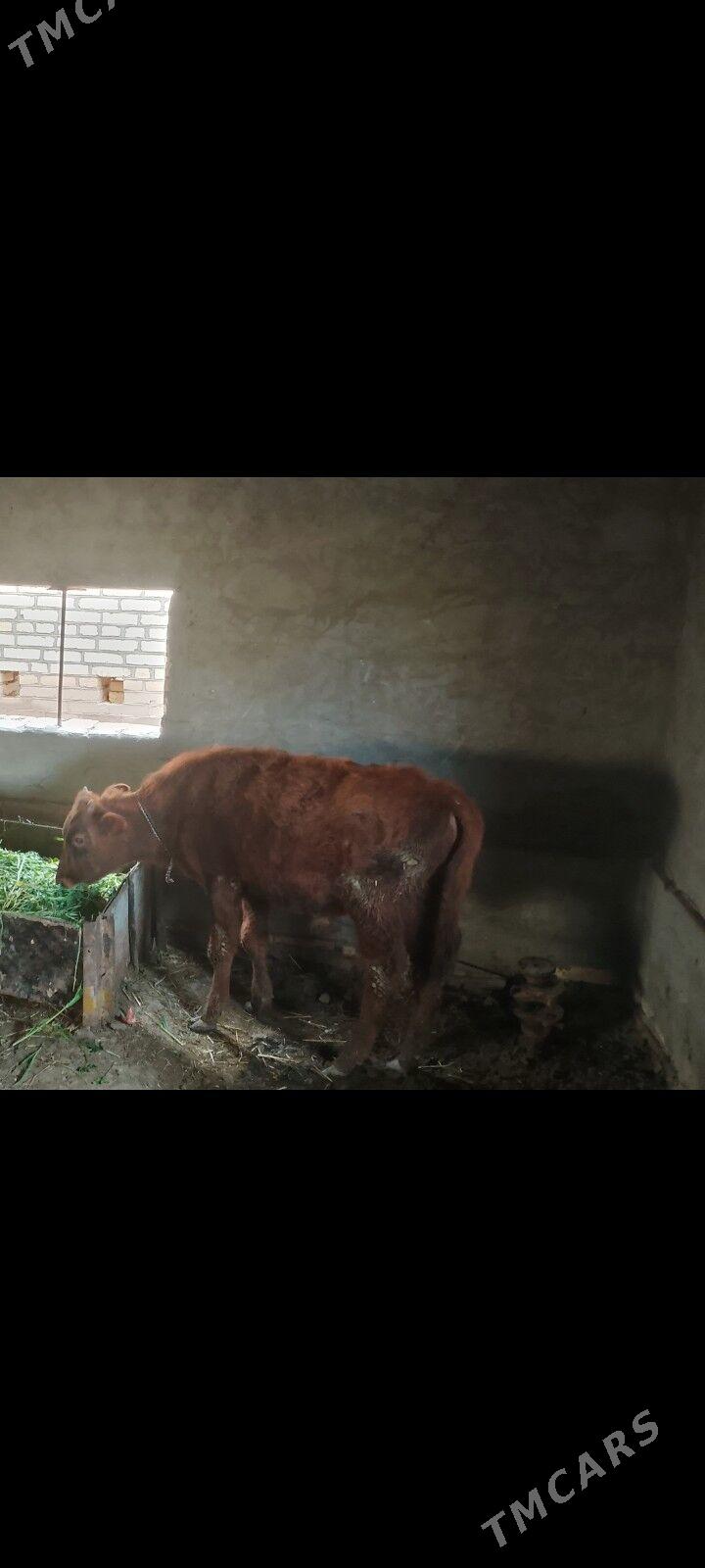 Öküz. - Baýramaly - img 1