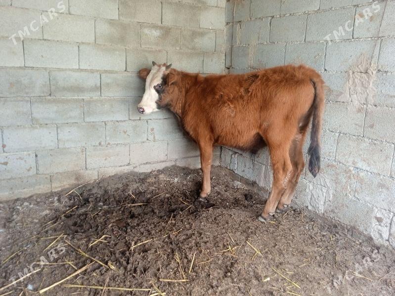 okuz öküz - Gypjak - img 1