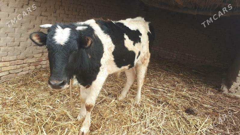 Golshteyn okuz - Köneürgenç - img 1