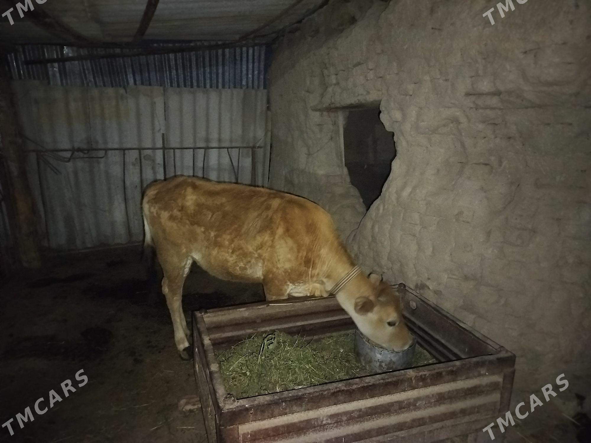 Gulajyn - Мары - img 1