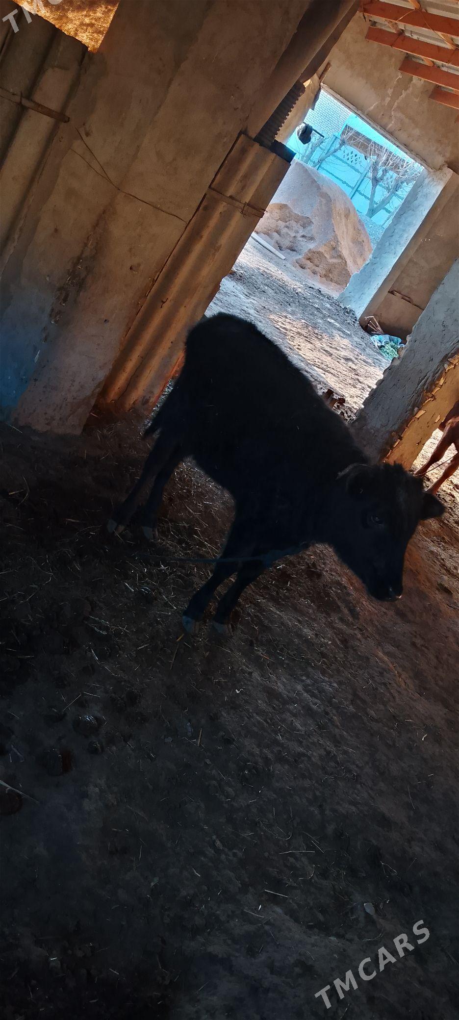 Gulajyn gole - Байрамали - img 1