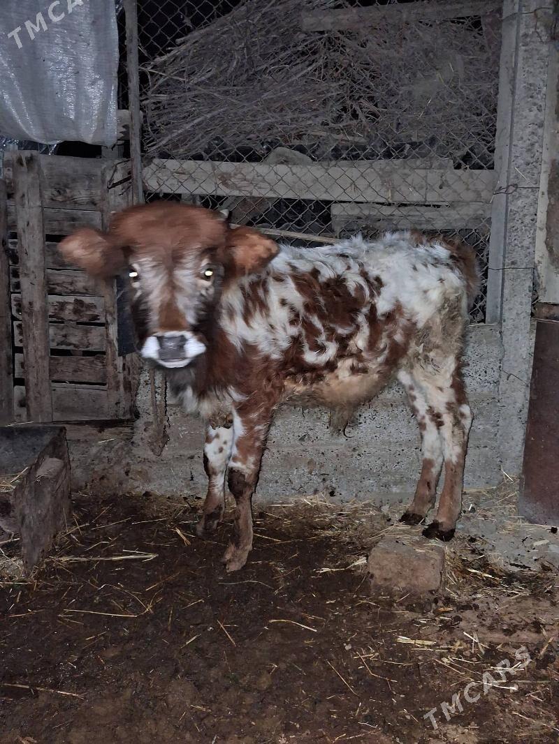 okiz gole - Gökdepe - img 1