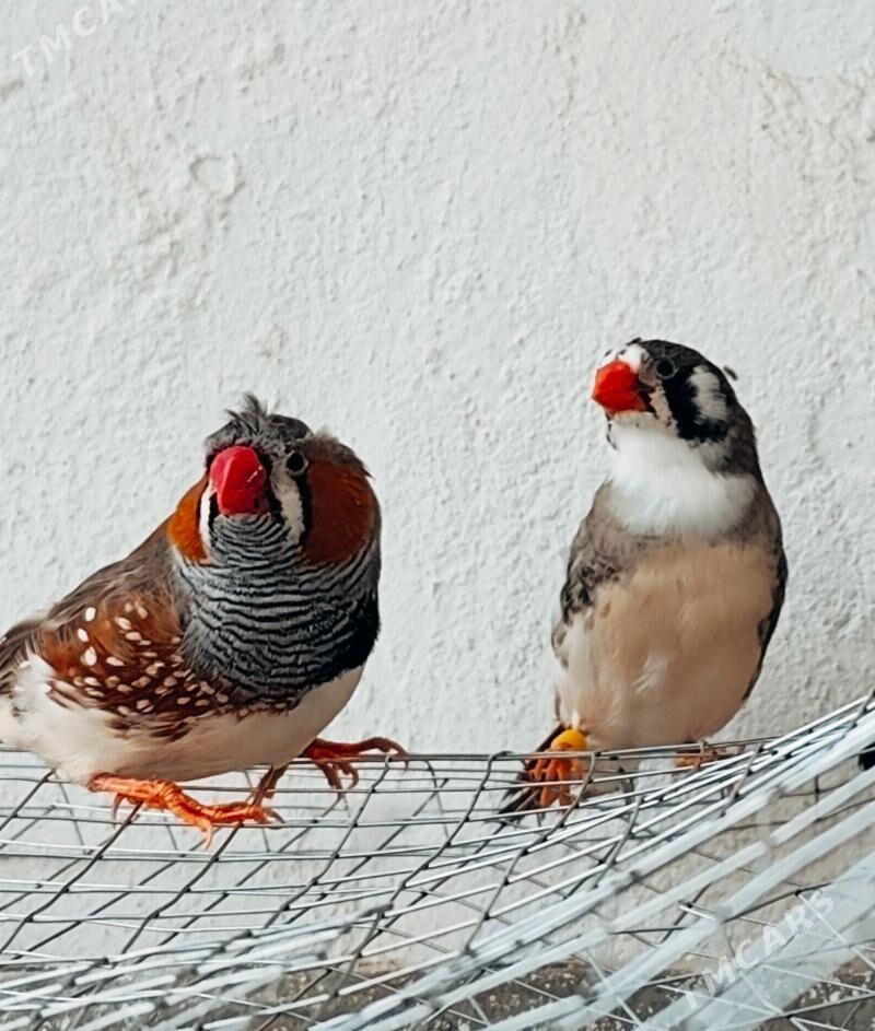 amadin - Aşgabat - img 1