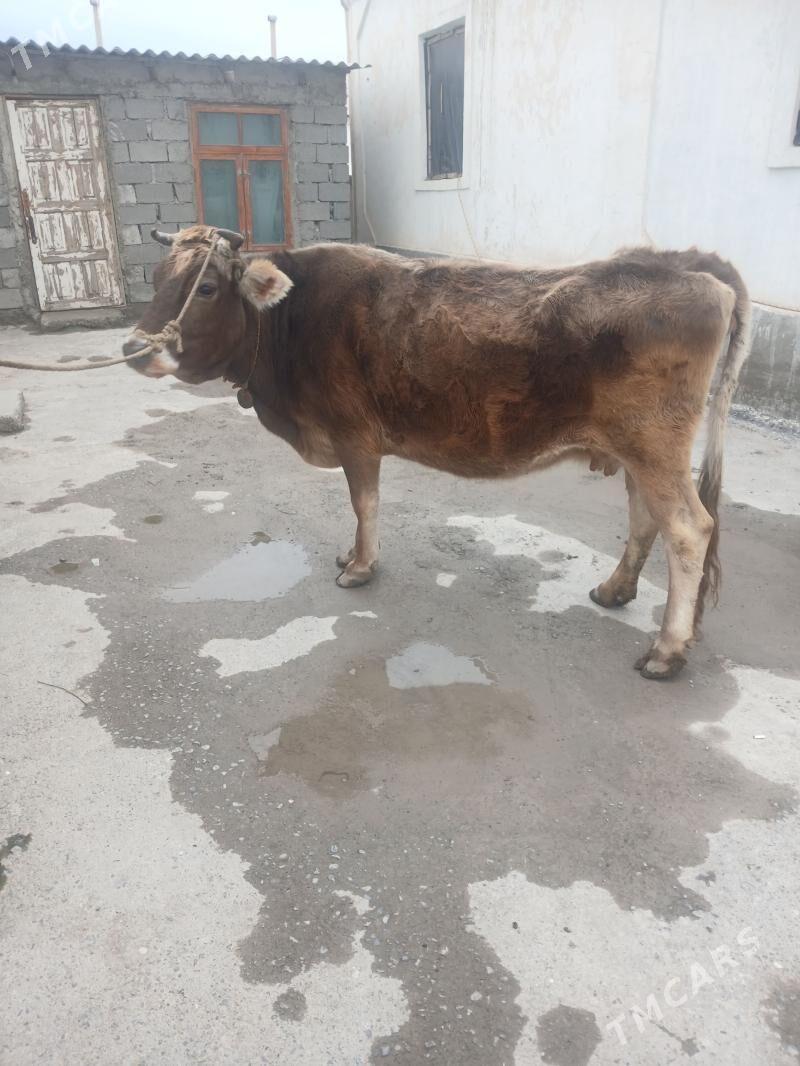 Gysyr sygyr - Gökdepe - img 1