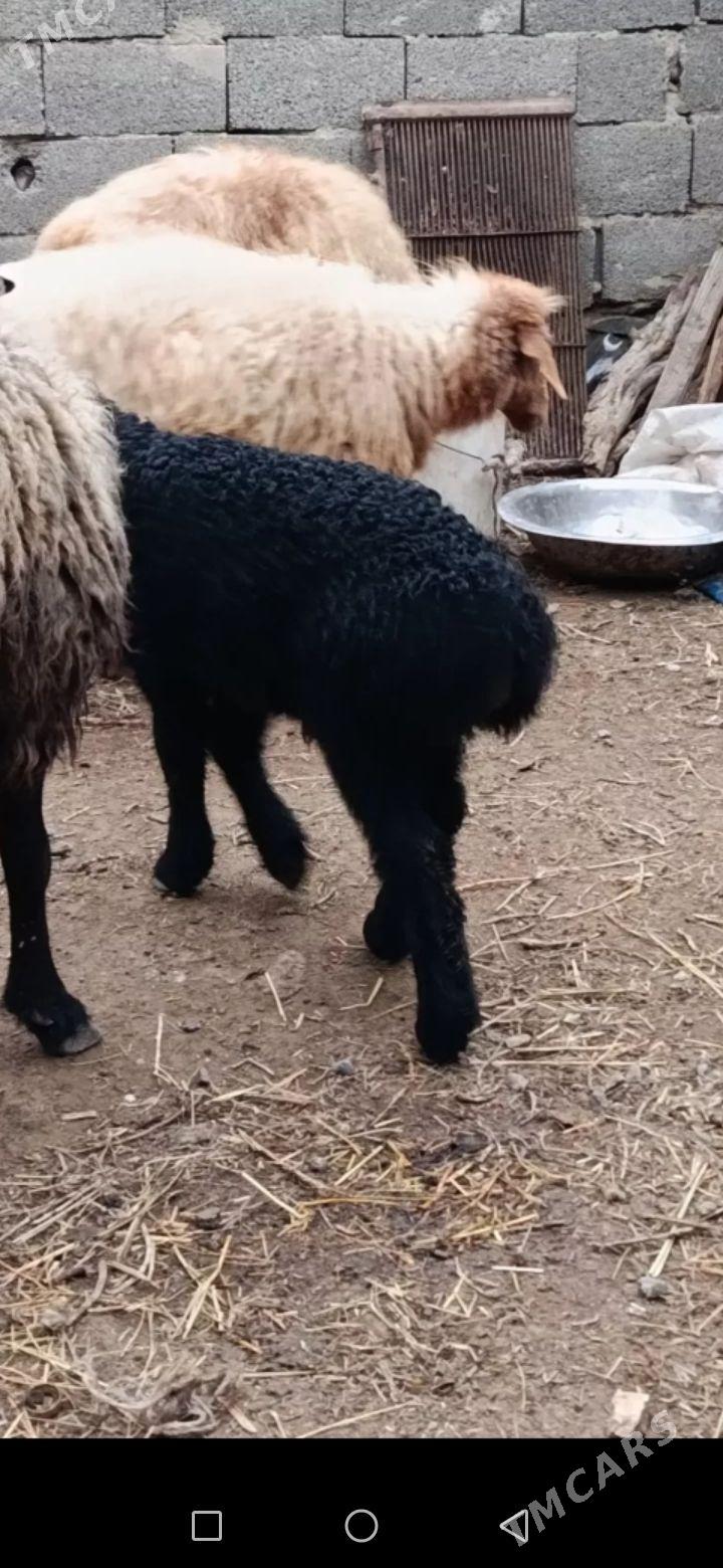 Berre guzy - Bereket - img 1