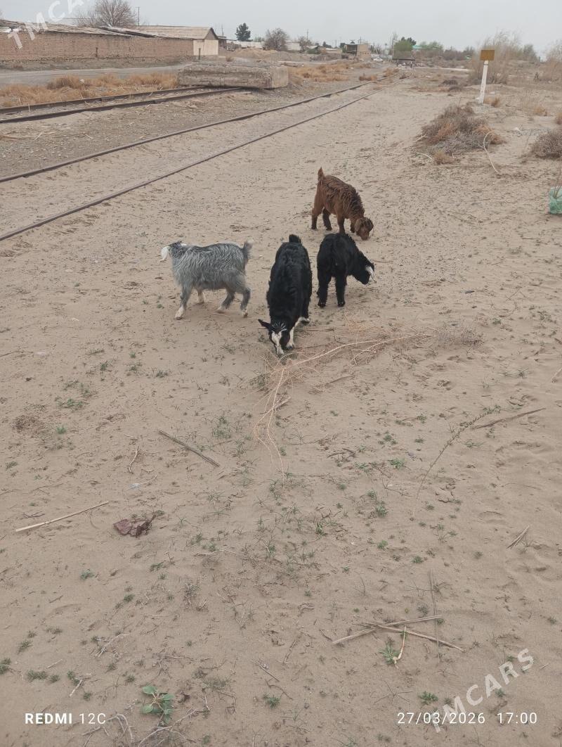 Owlaklar - Farap - img 1